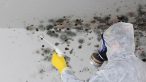 Smart heealthy homes Mold Removal